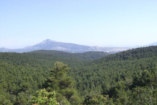 Σκυλακάκης: Στα δάση της Αττικής έχει συσσωρευτεί τεράστια ποσότητα καύσιμης ύλης από δεκαετίες 11