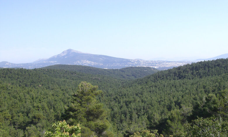 Σκυλακάκης: Στα δάση της Αττικής έχει συσσωρευτεί τεράστια ποσότητα καύσιμης ύλης από δεκαετίες 2 Σκυλακάκης: Στα δάση της Αττικής έχει συσσωρευτεί τεράστια ποσότητα καύσιμης ύλης από δεκαετίες 1