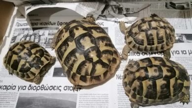 Η χελώνα δεν είναι κατοικίδιο για να την πάρεις σπίτι σου! 42