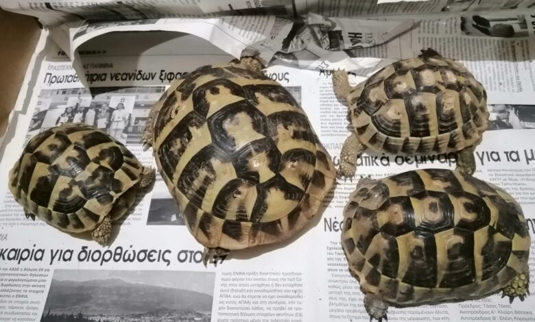 Η χελώνα δεν είναι κατοικίδιο για να την πάρεις σπίτι σου! 2 Η χελώνα δεν είναι κατοικίδιο για να την πάρεις σπίτι σου! 1