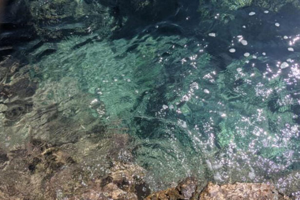 Ψαροντουφεκάς μάρτυρας απάνθρωπης μεταχείρισης σκύλου σε παραλία στα Μέγαρα 45