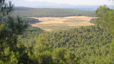 Ένα ταξίδι στο χρόνο για τα δάση της Μεσογείου και την ιστορία του πεύκου 22