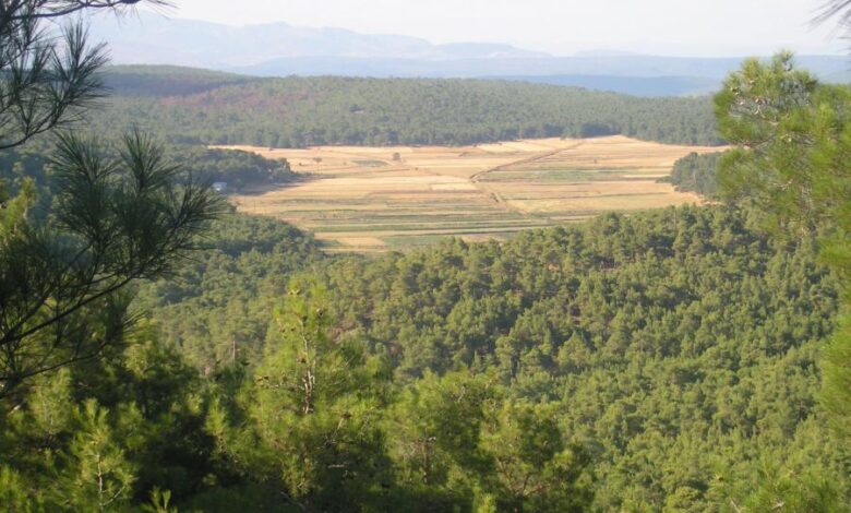 Ένα ταξίδι στο χρόνο για τα δάση της Μεσογείου και την ιστορία του πεύκου 2 Ένα ταξίδι στο χρόνο για τα δάση της Μεσογείου και την ιστορία του πεύκου 1