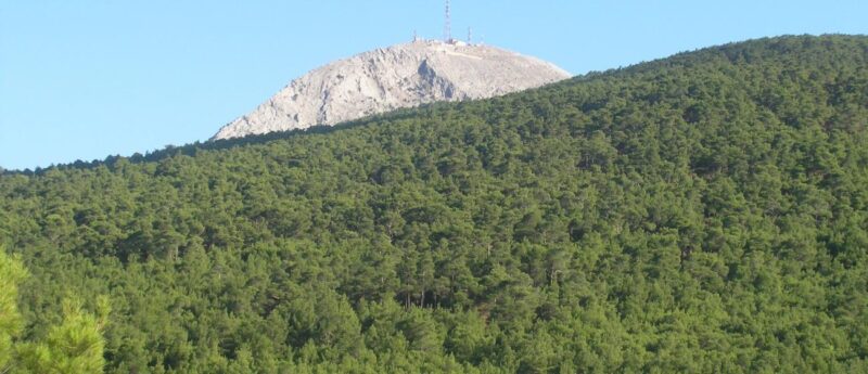 Ένα ταξίδι στο χρόνο για τα δάση της Μεσογείου και την ιστορία του πεύκου 6 Ένα ταξίδι στο χρόνο για τα δάση της Μεσογείου και την ιστορία του πεύκου 5
