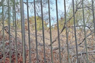 Καθαρισμός οικοπέδων: Τι αλλάζει φέτος για τους πολίτες - Αυστηρότερο πλαίσιο για υπόχρεους, κανόνες και χρονοδιάγραμμα 25