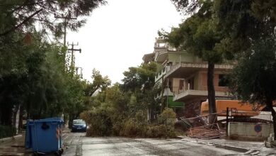 Η φθινοπωρινή καταιγίδα έριξε πεύκο στο Δάσος 7