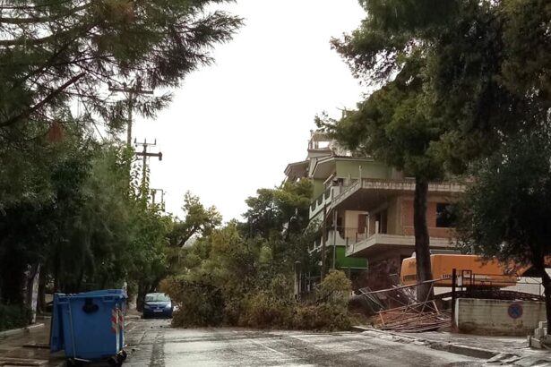 Η φθινοπωρινή καταιγίδα έριξε πεύκο στο Δάσος 51