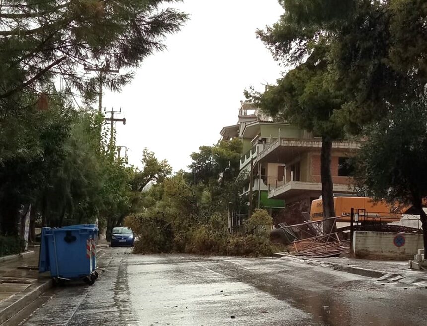 Η φθινοπωρινή καταιγίδα έριξε πεύκο στο Δάσος 1
