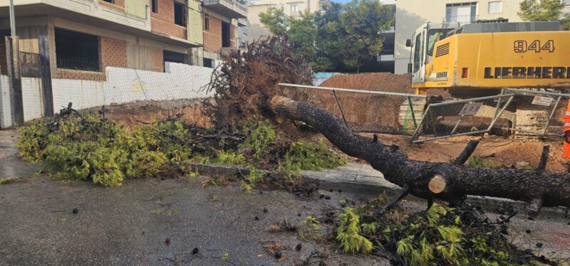 Η φθινοπωρινή καταιγίδα έριξε πεύκο στο Δάσος 4 Η φθινοπωρινή καταιγίδα έριξε πεύκο στο Δάσος 3