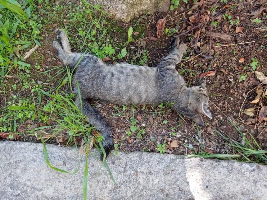 Καταδίκη γυναίκας στο Αιγάλεω για μαζική δηλητηρίαση ζώων με φόλες 1