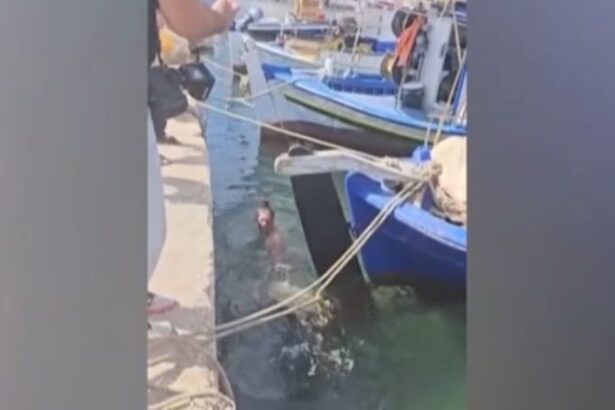 Aνάβυσσος: Καρέτα καρέτα διέκοψε τα γυρίσματα ερωτικής ταινίας – Δάγκωσε τον πρωταγωνιστή 11