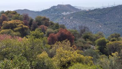 Δεν είναι μόνο οι φωτιές - Τα δάση της Αττικής χτυπήθηκαν από μια ακόμη καταστροφή 40