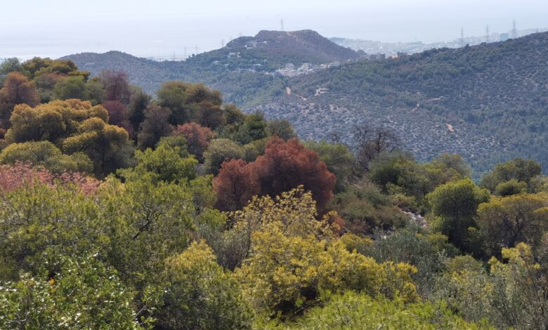 H γνωμάτευση του Δασαρχείου Αιγάλεω για τις ξηράνσεις πεύκων στο Ποικίλο Όρος 2 H γνωμάτευση του Δασαρχείου Αιγάλεω για τις ξηράνσεις πεύκων στο Ποικίλο Όρος 1