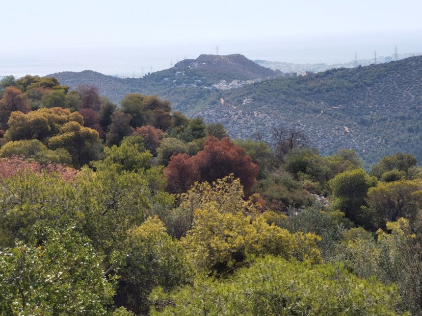 Έτσι φυτεύτηκαν τα δάση της Δυτικής Αθήνας και δημιουργήθηκαν το Άλσος Δαφνίου και το Μπαρουτάδικο 15