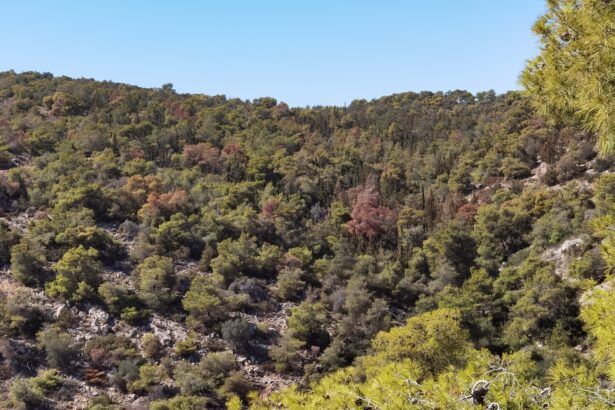 δάση