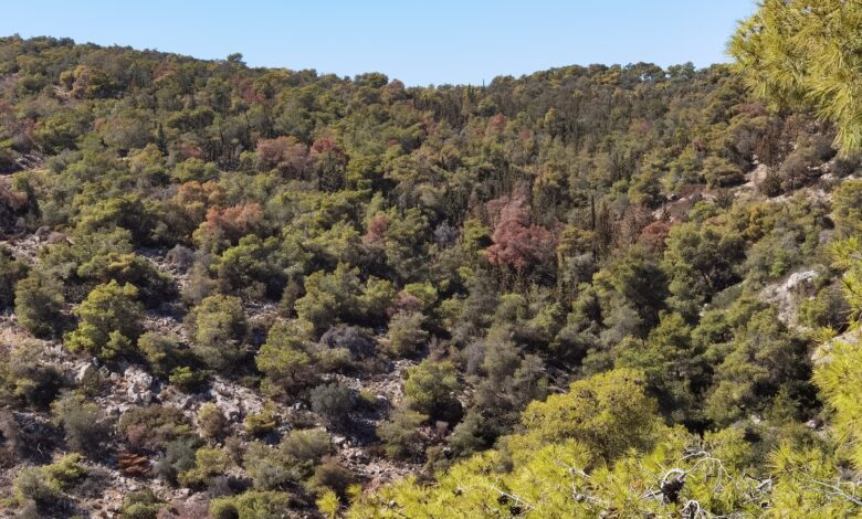 Το εκρηκτικό κοκτέιλ που "ροκανίζει" τα δάση της Αττικής 1 δάση