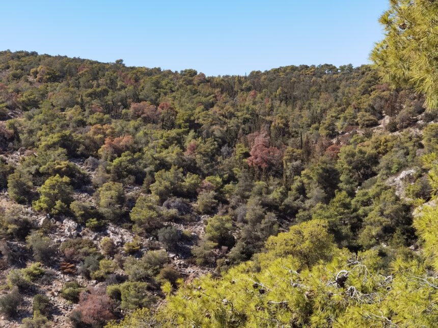 Το εκρηκτικό κοκτέιλ που "ροκανίζει" τα δάση της Αττικής 1 δάση