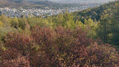 Τα δέντρα πεθαίνουν στα βουνά της Αττικής: Μπροστά μας το "μεσογειακό ερημοποιημένο τοπίο"; 33