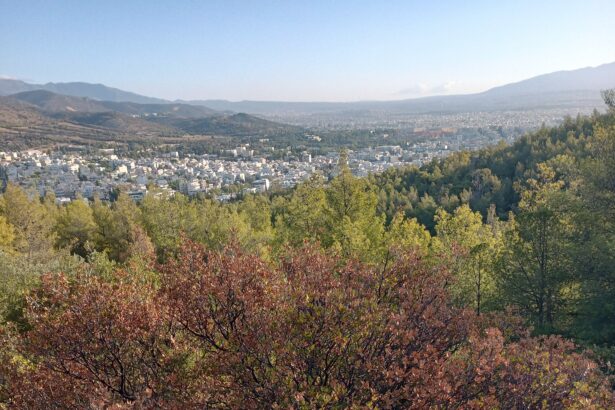 Τα δέντρα πεθαίνουν όρθια στα βουνά της Αττικής: Μπροστά μας το "μεσογειακό ερημοποιημένο τοπίο"; 23