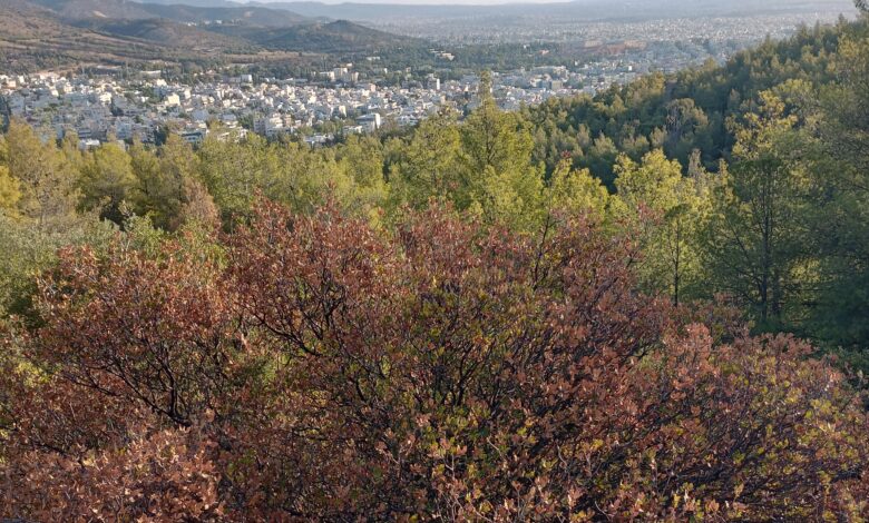 Τα δέντρα πεθαίνουν στα βουνά της Αττικής: Μπροστά μας το "μεσογειακό ερημοποιημένο τοπίο"; 2 Τα δέντρα πεθαίνουν στα βουνά της Αττικής: Μπροστά μας το "μεσογειακό ερημοποιημένο τοπίο"; 1