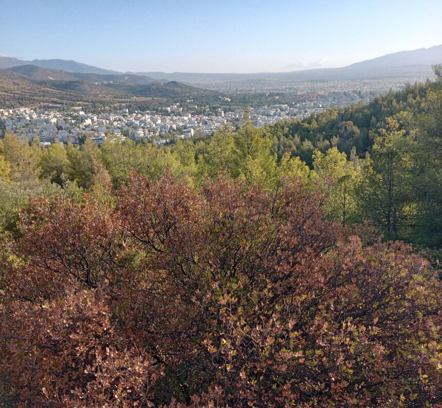 Τα δέντρα πεθαίνουν όρθια στα βουνά της Αττικής: Μπροστά μας το "μεσογειακό ερημοποιημένο τοπίο"; 1