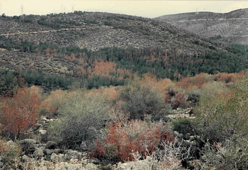 Δεν είναι μόνο οι φωτιές - Τα δάση της Αττικής χτυπήθηκαν από μια ακόμη καταστροφή 7 Δεν είναι μόνο οι φωτιές - Τα δάση της Αττικής χτυπήθηκαν από μια ακόμη καταστροφή 6