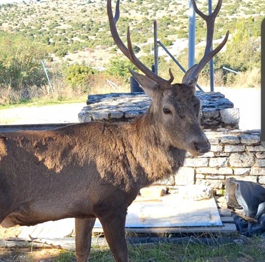 Στα πρόθυρα εξαφάνισης το κόκκινο ελάφι της Πάρνηθας 2 Στα πρόθυρα εξαφάνισης το κόκκινο ελάφι της Πάρνηθας 1