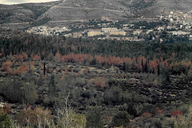 Δεν είναι μόνο οι φωτιές - Τα δάση της Αττικής χτυπήθηκαν από μια ακόμη καταστροφή 9 Δεν είναι μόνο οι φωτιές - Τα δάση της Αττικής χτυπήθηκαν από μια ακόμη καταστροφή 8