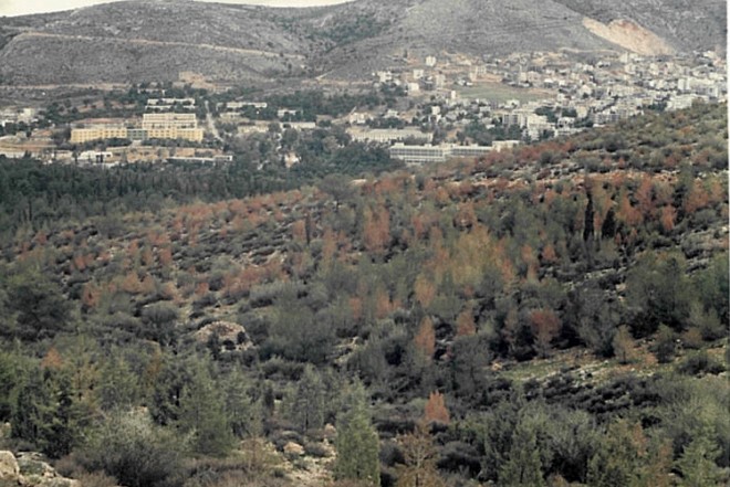 Δεν είναι μόνο οι φωτιές - Τα δάση της Αττικής χτυπήθηκαν από μια ακόμη καταστροφή 5 Δεν είναι μόνο οι φωτιές - Τα δάση της Αττικής χτυπήθηκαν από μια ακόμη καταστροφή 4