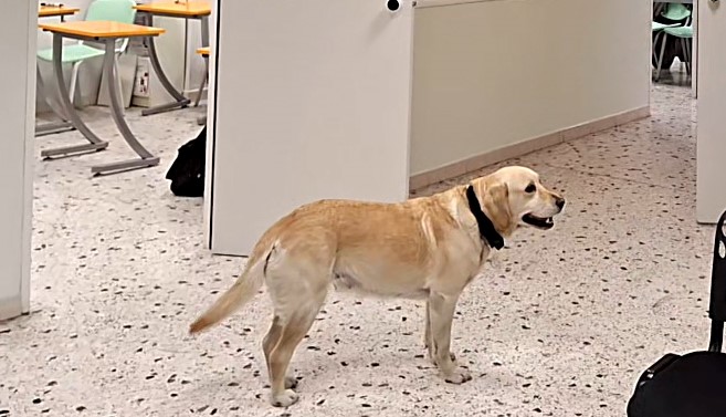 Η αξιαγάπητη Μόκα γιορτάζει κάθε μέρα με τα παιδιά 2 Η αξιαγάπητη Μόκα γιορτάζει κάθε μέρα με τα παιδιά 1