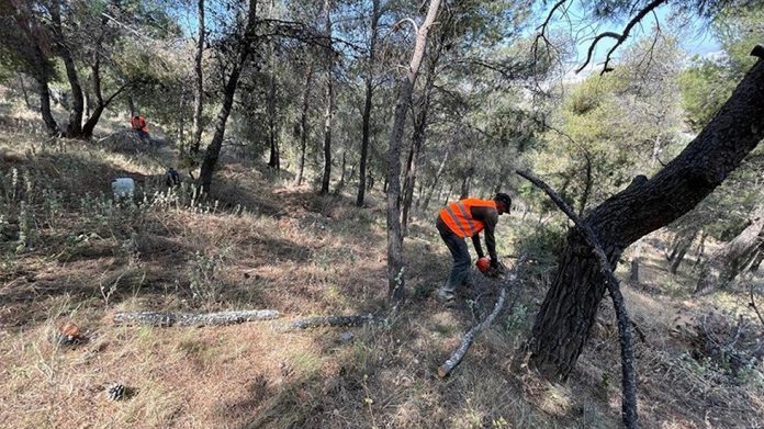 Πρόγραμμα μαμούθ AntiNero: - "Δεν θα σωθούν τα δάση αν τα ισοπεδώνουμε" 10 Πρόγραμμα μαμούθ AntiNero: - "Δεν θα σωθούν τα δάση αν τα ισοπεδώνουμε" 9