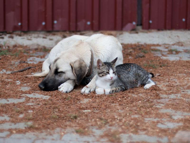 Δήμος Χαϊδαρίου: Δράση ευαισθητοποίησης για τα αδεσποτάκια 2 Δήμος Χαϊδαρίου: Δράση ευαισθητοποίησης για τα αδεσποτάκια 1