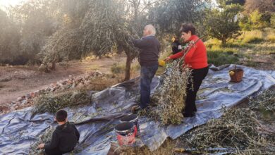 Λιομάζωμα στο Χαϊδάρι - Παππούδες και εγγόνια σε δράση 55