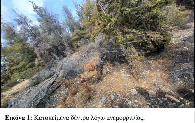Το εκρηκτικό κοκτέιλ που "ροκανίζει" τα δάση της Αττικής 3 Το εκρηκτικό κοκτέιλ που "ροκανίζει" τα δάση της Αττικής 2