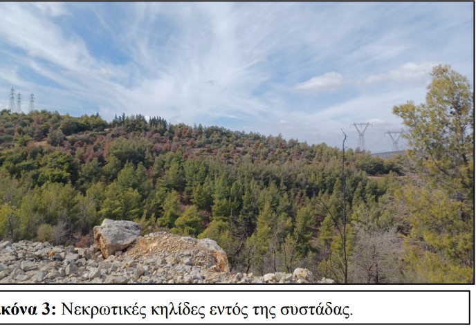 Το εκρηκτικό κοκτέιλ που "ροκανίζει" τα δάση της Αττικής 7 Το εκρηκτικό κοκτέιλ που "ροκανίζει" τα δάση της Αττικής 6