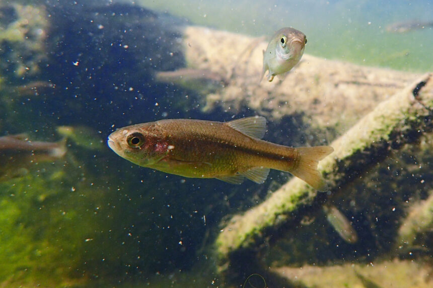 Το αττικόψαρο, ο περιβαλλοντικός ακτιβισμός και το μπλόκο στα αντιπλημμυρικά 1