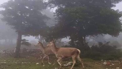Στα πρόθυρα εξαφάνισης το κόκκινο ελάφι της Πάρνηθας 1