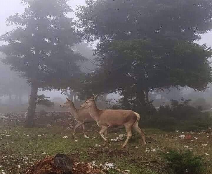 Στα πρόθυρα εξαφάνισης το κόκκινο ελάφι της Πάρνηθας 1