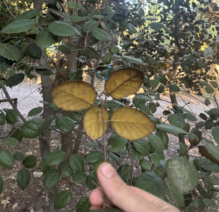 Συγκινητική στιγμή: Κύπριοι μαθητές τραγουδούν το "Χρυσοπράσινο φύλλο" στον Διομήδειο Κήπο 1