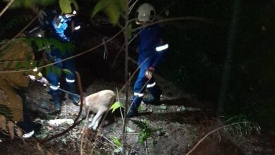 Χαϊδάρι: Έσωσαν τη σκυλίτσα μέσα στο ρέμα, λίγο πριν τη μεγάλη μπόρα 61