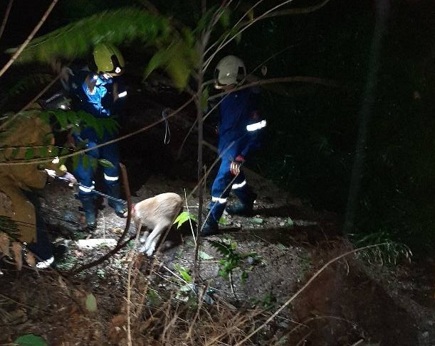 Χαϊδάρι: Έσωσαν τη σκυλίτσα μέσα στο ρέμα, λίγο πριν τη μεγάλη μπόρα 1
