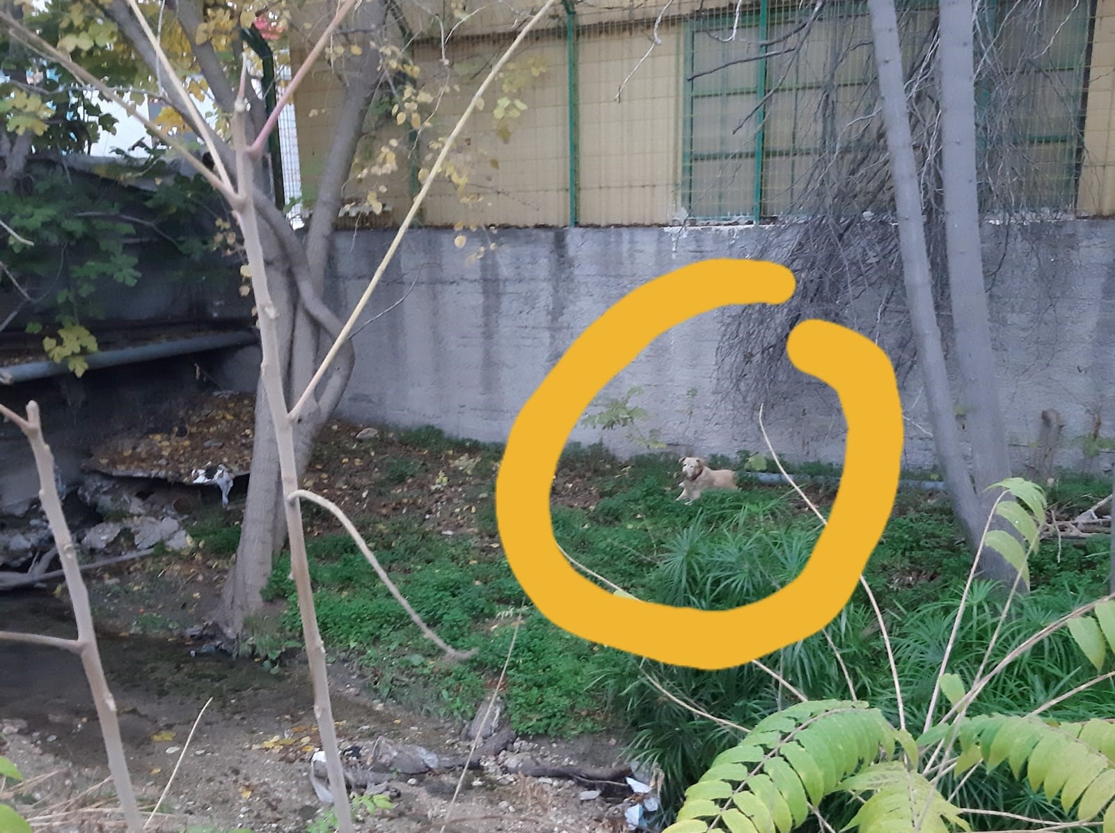 Χαϊδάρι: Έσωσαν τη σκυλίτσα μέσα στο ρέμα, λίγο πριν τη μεγάλη μπόρα 4 Χαϊδάρι: Έσωσαν τη σκυλίτσα μέσα στο ρέμα, λίγο πριν τη μεγάλη μπόρα 3