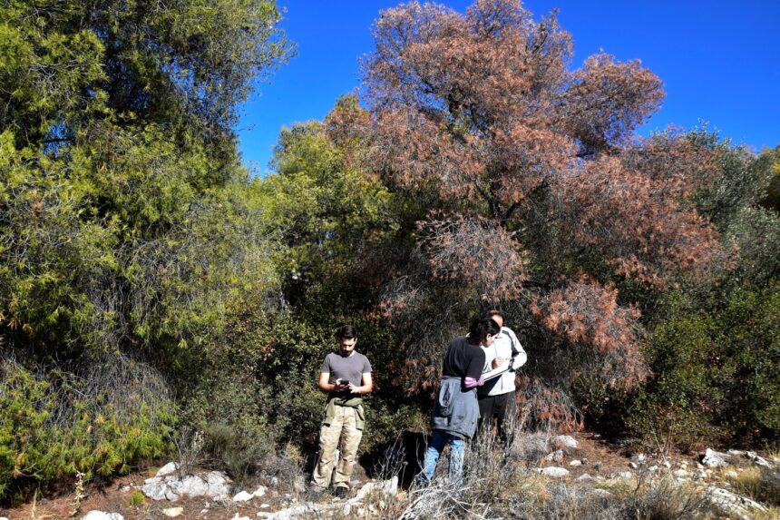 "Γιατί ένα δένδρο ξεραίνεται ενώ το διπλανό του παραμένει υγιές, κάτω από τις ίδιες συνθήκες;" 2 "Γιατί ένα δένδρο ξεραίνεται ενώ το διπλανό του παραμένει υγιές, κάτω από τις ίδιες συνθήκες;" 1