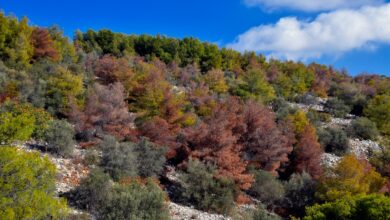 SOS για τα ελληνικά δάση: Η κρίση είναι παρούσα, όχι μελλοντική 14