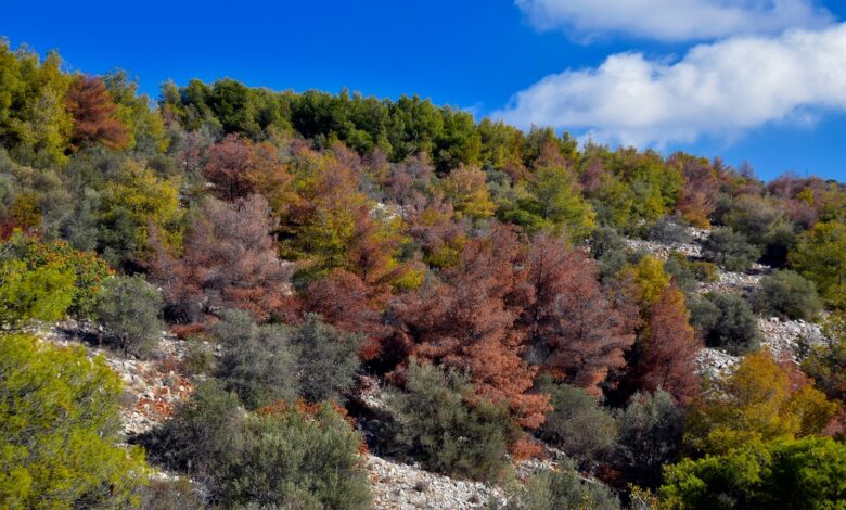 SOS για τα ελληνικά δάση: Η κρίση είναι παρούσα, όχι μελλοντική 2 SOS για τα ελληνικά δάση: Η κρίση είναι παρούσα, όχι μελλοντική 1