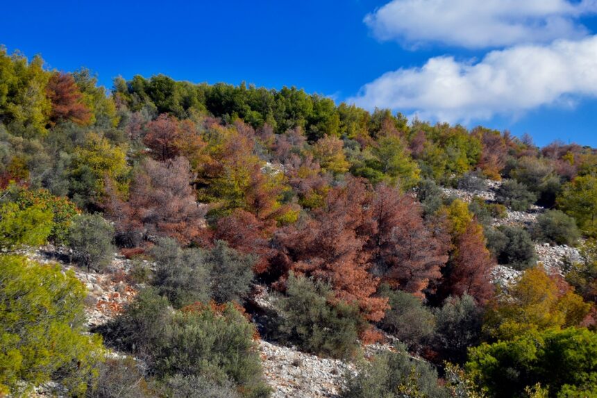 SOS για τα ελληνικά δάση: Η κρίση είναι παρούσα, όχι μελλοντική 1