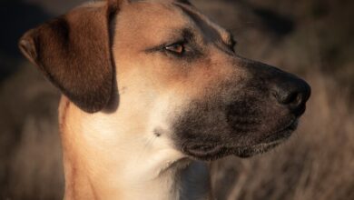 Τα απίθανα σκυλιά του Τσέρνομπιλ - "X-Dogs" που μεταλλάχθηκαν και έφτιαξαν δικές τους κοινότητες 59