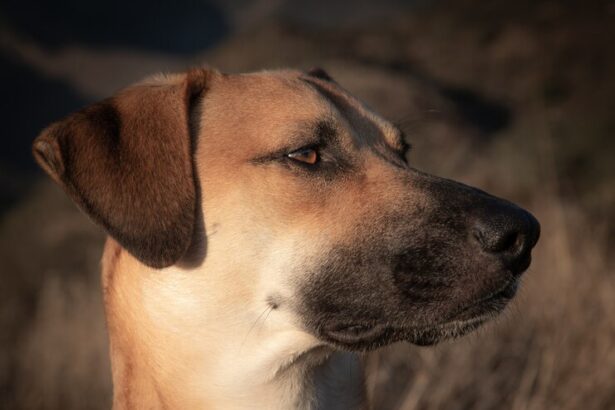 Τα απίθανα σκυλιά του Τσέρνομπιλ - "X-Dogs" που μεταλλάχθηκαν και έφτιαξαν δικές τους κοινότητες 19