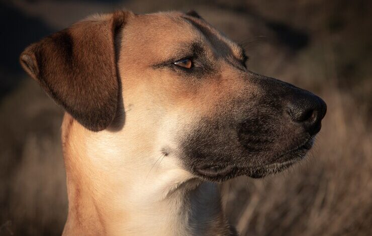 Τα απίθανα σκυλιά του Τσέρνομπιλ - "X-Dogs" που μεταλλάχθηκαν και έφτιαξαν δικές τους κοινότητες 2 Τα απίθανα σκυλιά του Τσέρνομπιλ - "X-Dogs" που μεταλλάχθηκαν και έφτιαξαν δικές τους κοινότητες 1
