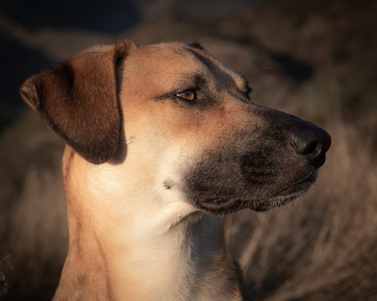 Τα απίθανα σκυλιά του Τσέρνομπιλ - "X-Dogs" που μεταλλάχθηκαν και έφτιαξαν δικές τους κοινότητες 1